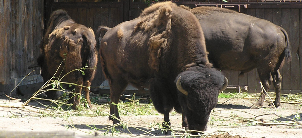 轰炸短信信息软件免费版