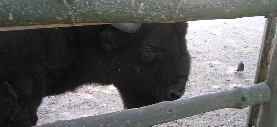 免费轰炸电话软件下载